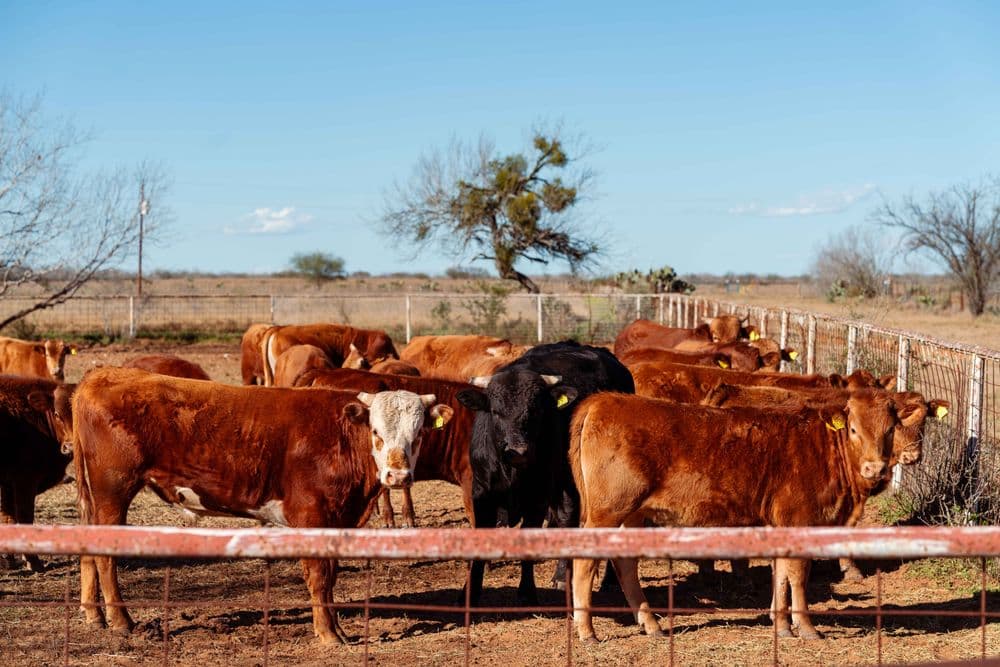 large_WGB-Cattle.jpg
