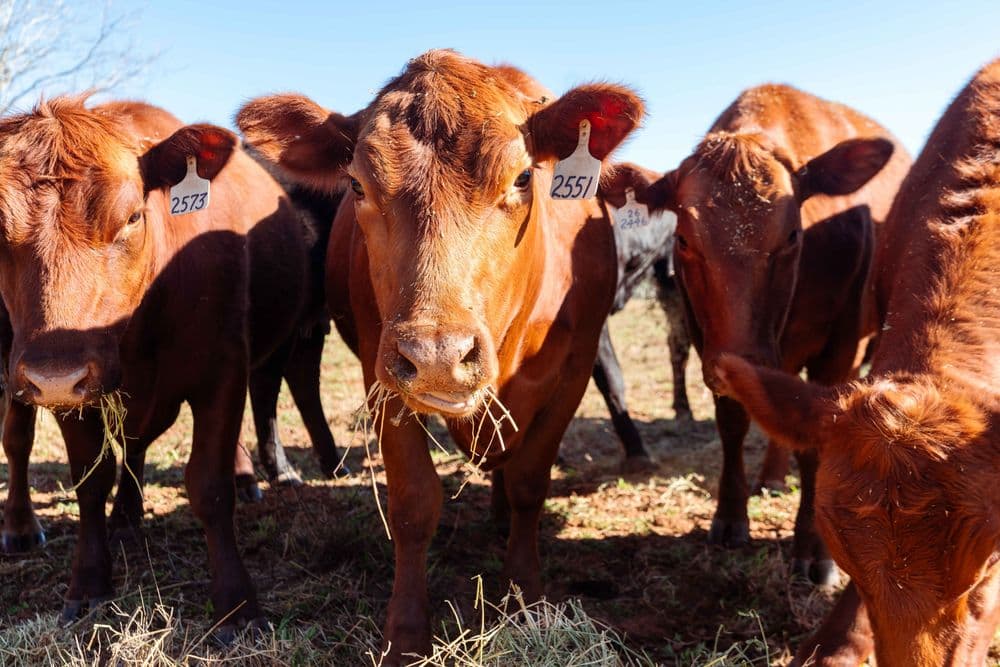 large_WGB-Cattle-Eat.jpg